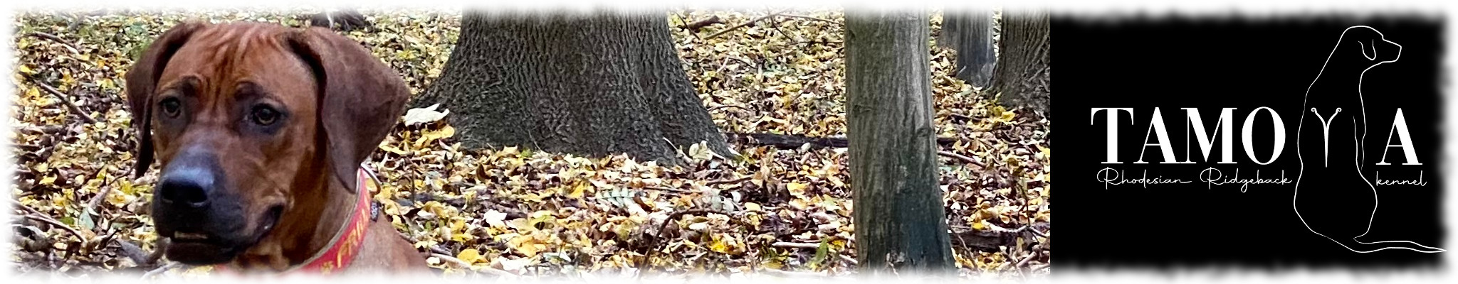 Banner odkazující na hlavní stránku